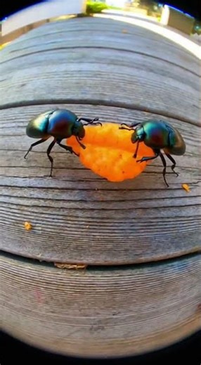 Giant Beetle Battle Over Cheeto #beetlebattle #ringcam