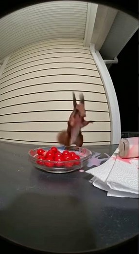 🐿️ Squirrel Spicy Shock😱
