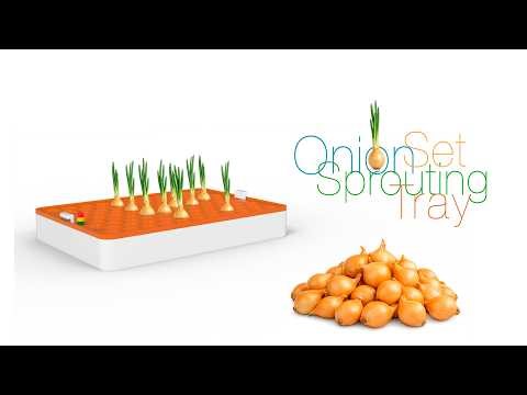 Onion Set Sprouting Tray