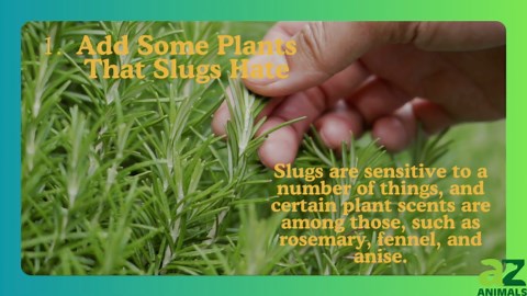 Remove Slugs From Your Garden With These Easy Methods