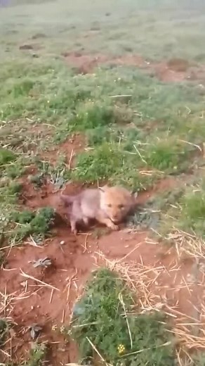 Lil wolves out in the wild (Credit: @fddds8734 ) #wildlife #nature #travel #wildanimals #wilderness #wildlifephotography #wolve #wolves