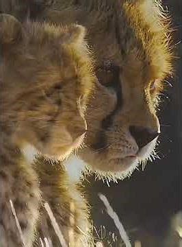 Amazing Animal Documentary Life in the Wild Like Never Before