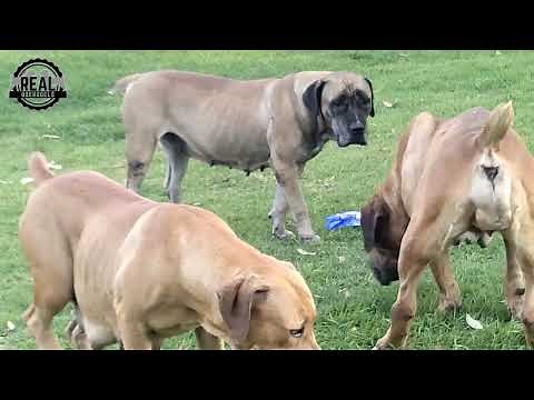 Real Boerboels - 🔹 One of the Biggest Dog Breeds in the World!