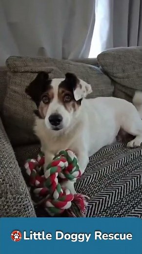 Adopt Vlekkie | Male Jack Russell Corgi Mix | Calm Senior Dog | Cape Town