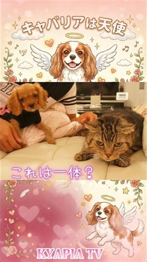 キャバリアは天使 #2 ❤子犬 お迎え後の猫との距離感 #キャバリア #犬と猫 #犬と猫どっちも飼ってると毎日たのしい