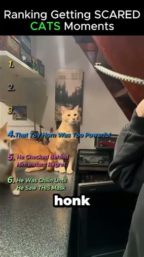 Ranking Cats Getting Scared by Random Things