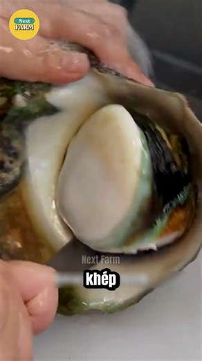 The Truth About the Giant Snail with a Shell That Shimmers Like a Pearl!