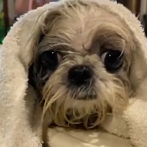 This disabled shih tzu was abandoned as a puppy but is given a second chance at life ❤️ | Lovimals