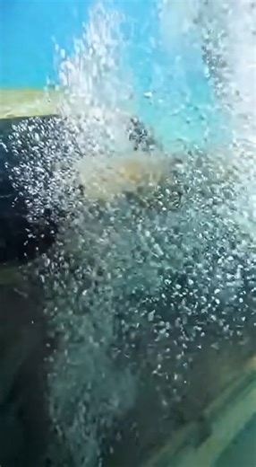 This underwater POV video starts calm… until a terrifying creature explodes from a sunken car trunk 😱🌊 A cinematic deep-sea jumpscare with realistic underwater footage, intense suspense, and a shocking moment that has viewers replaying it again and again. If you love ocean mysteries, scary underwater videos, and viral horror clips, this one is for you. #UnderwaterHorror #ScaryVideo #OceanMystery #Jumpscare #ViralVideo | SnapReality