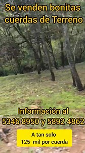 Se venden bonitas cuerdas de Terreno a tan solo 5 minutos de la población sanmartineca Cuentan con escrituras registradas y a un excelente precio de Q125 mil quetzales ademas tienen un amplio bosque Están ubicadas en el caserío El Granizal aldea El Molino Mayor información a los teléfonos ☎️ 5346 8950 y 5892 4862 | Canal 6 Su Canal Amigo
