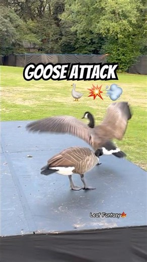 GOOSE ATTACK! 🪿💥💨