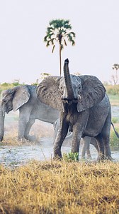 When elephants raise their trunks toward you, especially as they slowly approach, they’re not necessarily being aggressive. 🎥 @craighowes / @africansafarimag 📍 @atzaro.okavango They’re actually trying to smell you. An elephant’s trunk is a super-sensitive tool — think of it like a long, flexible nose crossed with a Swiss Army knife. By lifting it, they’re catching your scent on the breeze, trying to figure out who (or what) you are. This behavior is called “periscoping”, and it’s all about gat
