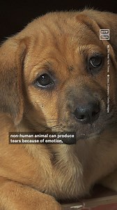 As if dogs couldn’t get any sweeter, new research suggests they can actually cry tears of joy when reunited with their humans 🥺🐶 | NowThis