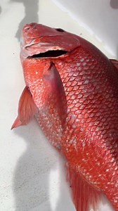 Venting the swim bladder on a big 29 lb sow red snapper and releasing them to watch them successfully swim away so she can produce more eggs, is a good thing. #conservation. #releasesowsnapper | Orange Beach Fishing Charters