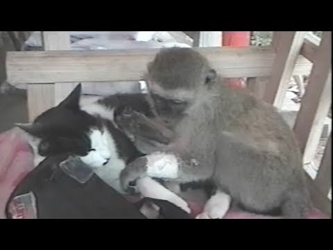 Monkey humping a cat