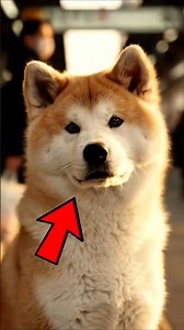 Hachiko: The Dog Who Waited Until His Last Breath