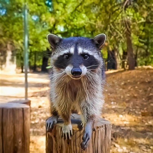 Swimming with raccoons, anyone? Inside Bali’s bizarre new tourist trend