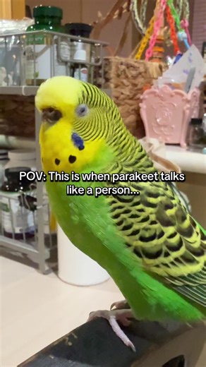 Parakeets for Beginners: A Fun Guide