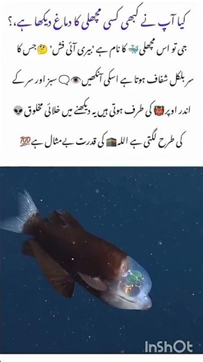 The Strangest Fish Ever Discovered 🐟 | Real or Myth?#BarreleyeFish#amazingfacts #youtubeshorts