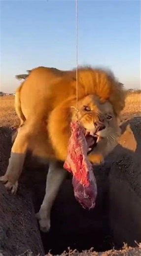 3M+Viral🔥！Will silly lion step into the trap or escape in time #Wildlife #LionKing #Nature