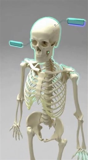 “600+ Human Muscles In Motion | 3D Anatomy For Learning” #science #modernfertility