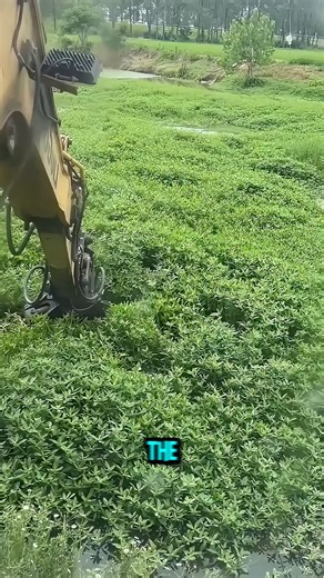 The excavator lifts tangled weeds from the water in smooth grabs | Diamond Studio
