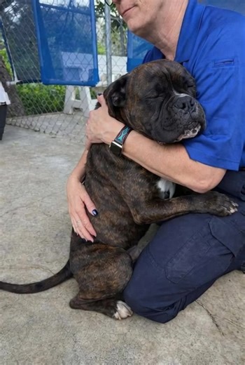 After what felt like forever in the shelter—days blending into weeks, and weeks into months—this Boxer waited. A strong, stocky boy with a gentle heart, he watched people come and go. Each time, his tail gave a hopeful wag… and each time, he was left behind. He learned to be patient. Learned to hope quietly. Then one day, something changed. He leaned in close, resting his heavy head against a chest, eyes finally closing as if to say, “Is this real?” The leash clicked. Not rushed. Not routine. Di