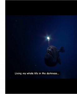 Rare Daylight Sighting of Humpback Anglerfish