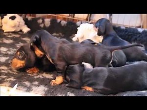 Gravhunde hvalpe 3½ - 4 uger