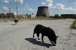 Dogs Living in Chernobyl Have Adapted with DNA Mutations, Study Suggests