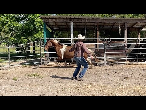 Nobody Can Catch this Horse!