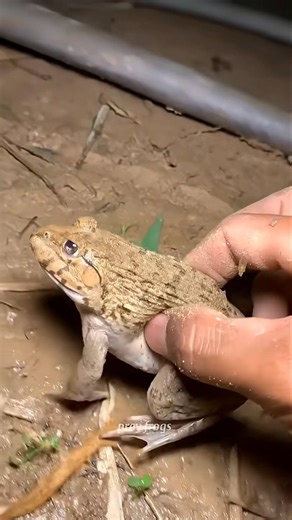 Funny frogs Catching |Wep wep catching frogsfunny |boing catch frogs make you laugh #shortsfeed