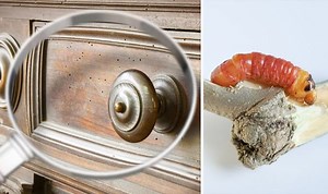 Gardening expert gives tips on deterring pets and pests