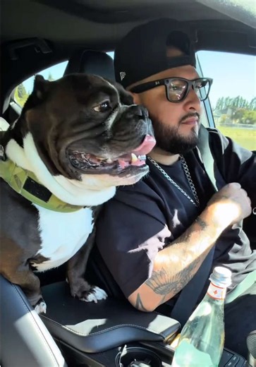 Un día a la ves 🐶💈💪🏻 #pov #barber #dog #americanbully #napavalley | American Bully Dog
