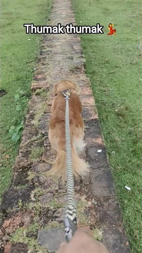 Thumak thumak jandi 😅 #thumakthumak #fun #dance #cute #littledog #short #shortsfeed #yt #dog #reels