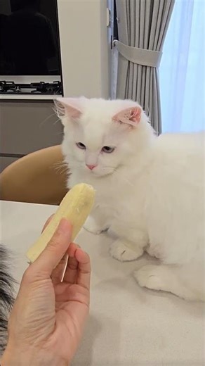 SNOW的貓貓神拳 #cat #cut #littel_cat #neko #可愛い #貓 #貓貓日常 #shorts #shortvideo #short