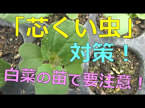 「芯喰い虫対策！」 白菜の苗で要注意！