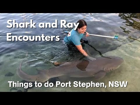 Irukandji Shark & Ray Encounters Port Stephens