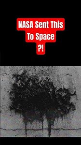 Astronauts Find Weird Fungi in Space!