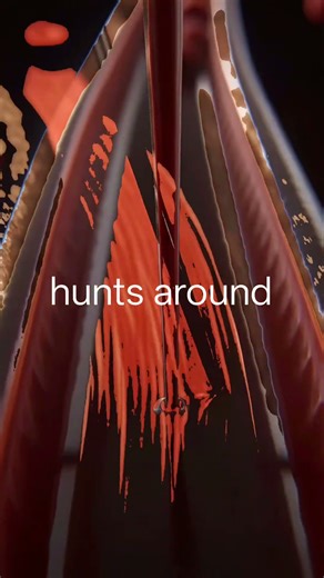 How A Mosquito Actually Bites You 🦟🩸