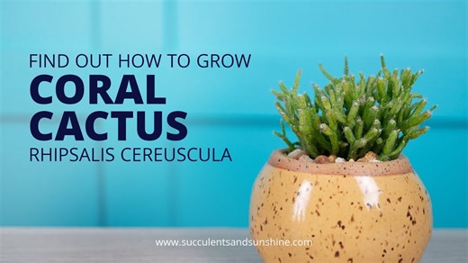 How to Successfully Grow Rhipsalis cereuscula ‘Coral Cactus’