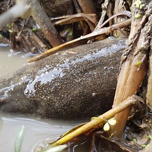 78K views · 571 reactions | Best Hand Fishing - Boy Catching Catfish by Hand In Mud Water | Daily Reptile | Facebook