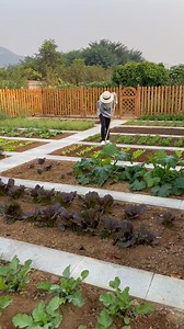 菜園的一天#我家的小菜園 #田園生活 #種菜 #我的鄉村生活 | 小家庭种菜