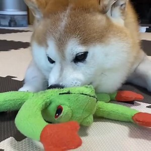 Don't get my toy 🙂 Cre: IG 02pon12 | Shiba Inu Overload
