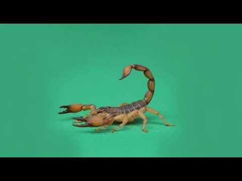 Realistic Scorpion on Green Background, Macro Wildlife Studio Shot