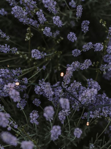 your soft evening starts here 🌙 lavender tonka musk ✨ #partylite #partylitecandles #twilight #lavender #candlelover #springaesthetic #wearehomefragrance