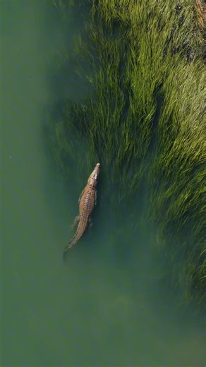 donnydrysdale on Instagram: "Must be so nice swimming amongst the river grass. #naturevideography #dronevideography #eastkimberley #crocodilesofinstagram #saltwatercrocodile"