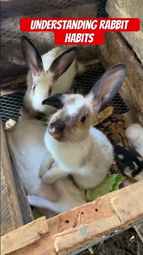 Understanding rabbit habits #shorts #virashorts #rabbit #bunnycare #animals