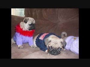 Pug Puppies For Sale "Veto HeightsOhio AKC Pugs"