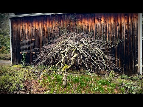 3 Fantastic Japanese laceleaf maples - Before and After pruning - Redmond WA